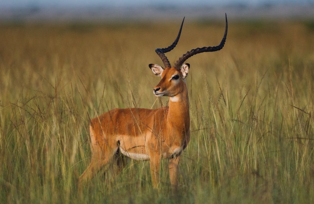 Das Bild zeigt eine Rossantilope in ihrer natürlichen Umgebung. Das Tier steht in einem hohen, goldenen Grasfeld und blickt zur Seite. Die langen, geschwungenen Hörner und das rotbraune Fell heben sich deutlich ab. 