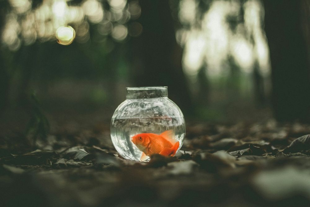 Ein Glas, in dem ein Goldfisch schwimmt, steht auf dem Waldboden