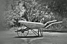 Schubkarre in einem Garten in schwarz-weiß